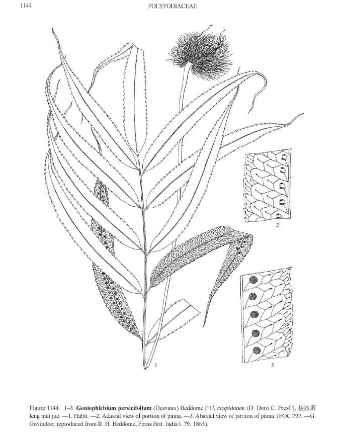 goniophlebiumpersificoliumpfigureefloras