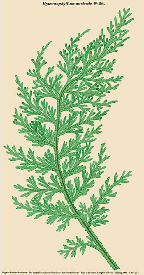 hymenophyllumaustralepfigurewikimediacommons