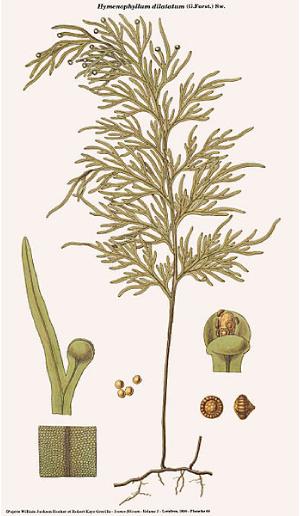 hymenophyllumdilatatumpfigurewikimediacommons