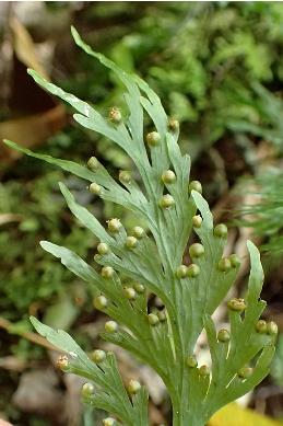 hymenophyllumdilatatumpfruwikimediacommons