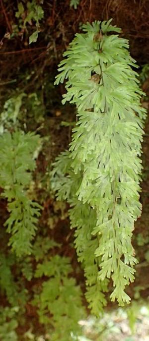 hymenophyllumflabellatumpforwikimediacommons