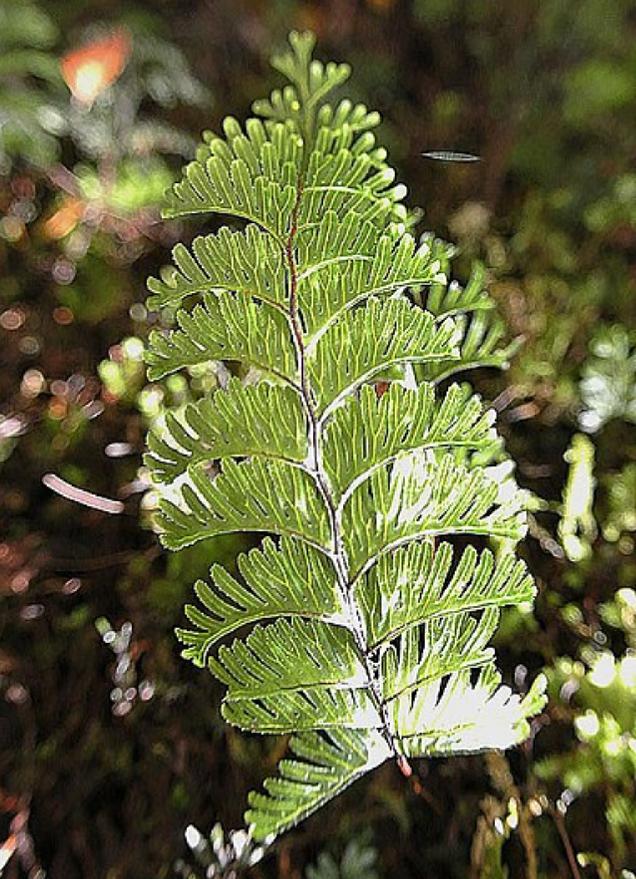 hymenophyllumpelatatumpforwikimediacommons