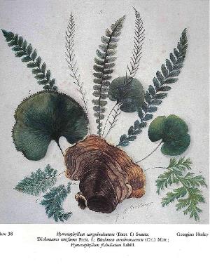 hymenophyllumsanguinolentumpfigurewikimediacommons