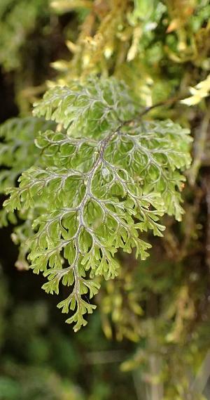 hymenophyllumsanguinolentumpfolwikimediacommons