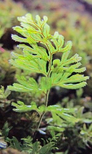hymenophyllumtunbridgensepforwikimediacommons