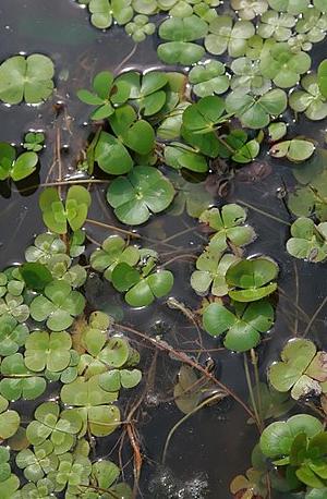 marsilleamuticapfor2wikimediacommons