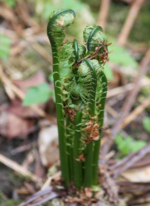 matteucciastruthiopterispfrond1wikimediacommons