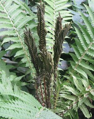 matteucciastruthiopterispfrond2wikimediacommons