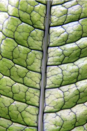 microsorummusifoliumpfolwikimediacommons