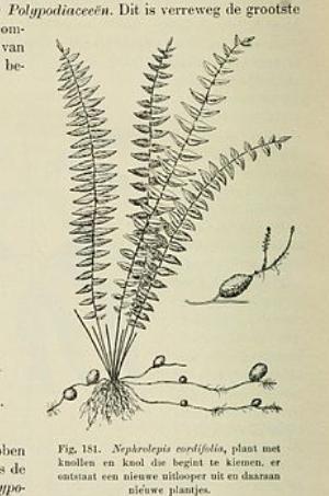 nephrolepiscordifoliapfigurewikimediacommons
