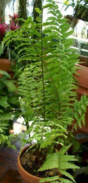 nephrolepisfalcatapfor1wikimediacommons