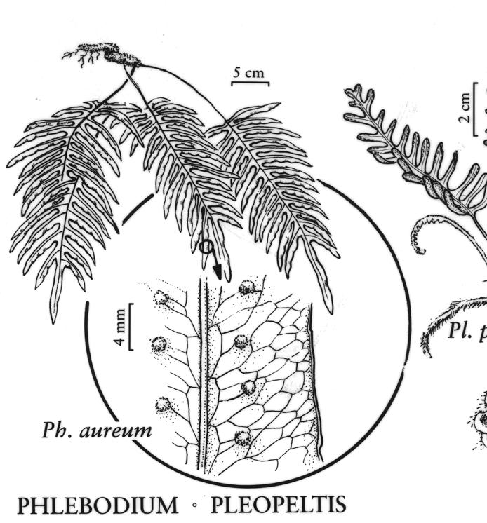 phlebodiumaureumpfigureefloras