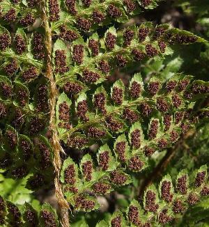 polystichumbrauniipsoriwikimediacommons1