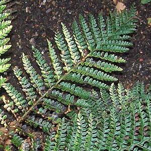 polystichumproliferumpfrondwikimediacommons