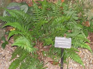 polystichumtsussimensepforwikimediacommons