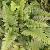 polystichumcforpolyblepharum