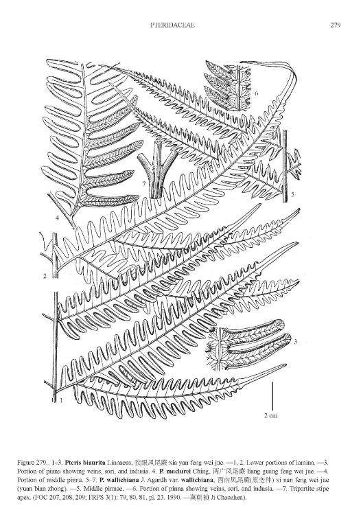 pterisbiauritapfigureefloras