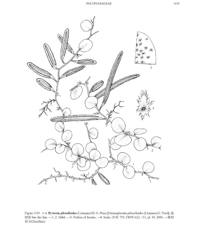 pyrrosiapiloselloidespfigureefloras