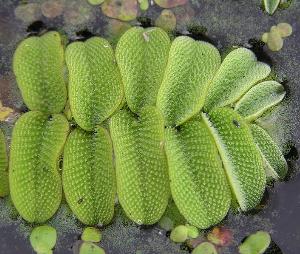 salvianatanspfor2wikimediacommons