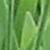 agapanthuscfolsumcampanulatusalbidusgarnonswilliams1a