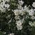 anemonecforauthybridaluiseuthinkgarnonswilliams1a