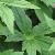astrantiacfolsumromagarnonswilliams1