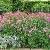 astrantiacforsumromagarnonswilliams1