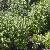 chelonecforsumobliquakavanagh1