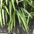 crocosmiacfolsumcrocosmiiflorageorgedavisonkavanagh1