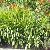 crocosmiacforsumcrocosmiiflorageorgedavisonkavanagh1