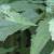 eupatoriumcfolsumlindleyanumgarnonswilliams1