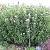 eupatoriumcforsumlindleyanumgarnonswilliams1