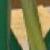 gladioluscfolpinnaclencoe1a