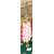 gladioluscforpinnaclencoe1a