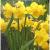 narcissuscforquailkevock1a1