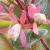 abeliacfloxgrandifloragarnonswilliams1