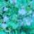 abutiloncflopvitifoliumfoord
