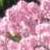 aethionemacflograndiflorumkevock