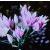 alliumcflosmurrayanummtgover18jun67foord