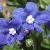 anchusacflos99capensismediacommons