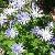 anemonecflosapenninawikimediacommons