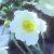 anemonecflo99japonica84foord