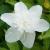 anemonecflonemerosaalbaplenarvroger1a1a1