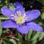 anemonecflonemerosaalleniirvroger