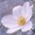 anemonecflorupicolakevock