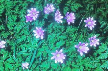 anemonecfor99blandamay68foord