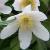anemonenemerosacflot1a