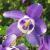 aquilegiacflo8discolorwikimediacommons