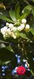 arbutuscflospunedonov2012kavanagh