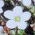 arenariacflo99balearicaatwisleymay1970foord